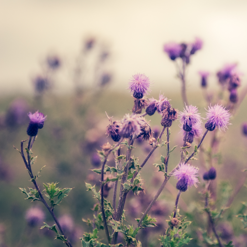 Large Misty Meadow Candle | Herbaceous Lavender, Sage & Wild Grass | Hand-Poured in Brooklyn