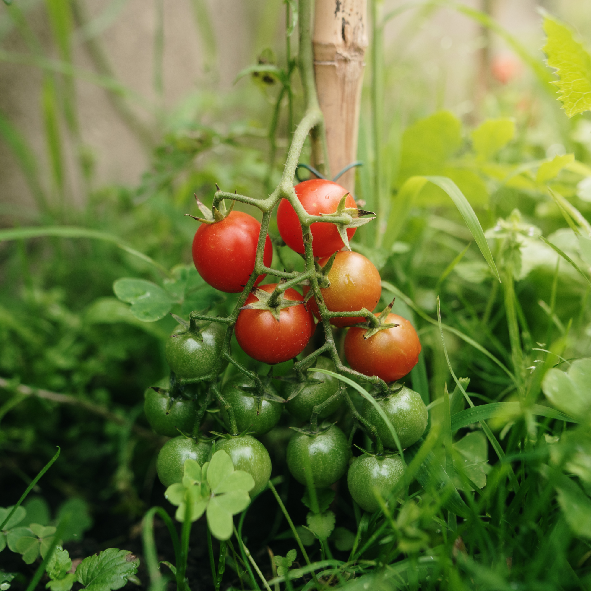 Bunch of tomatoes growing on a vine in a garden